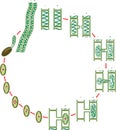 Life Cycle and lateral conjugation of Spirogyra charophyte green algae